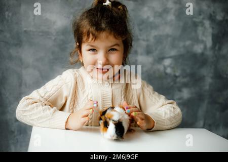 Lustiges kleines Mädchen im Kindergartenalter spielt mit weiß-orange-schwarzem Meerschweinchen am Tisch. Zahme, pelzige Höhle. Süßes Kinderspiel mit einem kleinen Tier Stockfoto