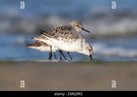 Eine Schar von Sanderlingen (Calidris alba) im Wintergefieder, die am Ufer des Wassers an einem Sandstrand an der Mittelmeerküste unterwegs sind. Stockfoto