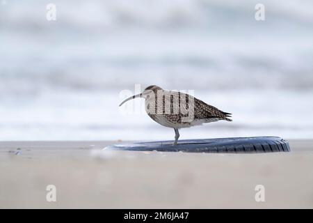 Verschmutzung der Meere, des eurasischen Wimbrels oder des gewöhnlichen Wimbrels (Numenius phaeopus) in einem Autoreifen Stockfoto