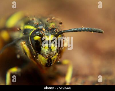 Eine extreme Nahaufnahme einer Wespe. Eine Wespe, Hymenoptera. Stockfoto