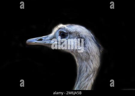 Porträt eines Nandu, der Nandu ist ein großer, flugloser Vogel. Stockfoto