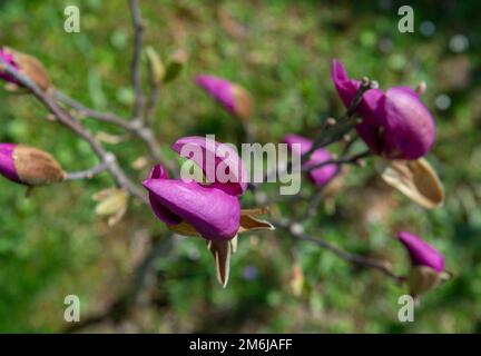 Junger Magnolienbaum mit violetten Blüten im frühen Frühjahr. Selektiver Fokus. Stockfoto