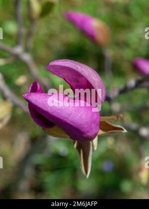 Junger Magnolienbaum mit violetten Blüten im frühen Frühjahr. Selektiver Fokus. Stockfoto