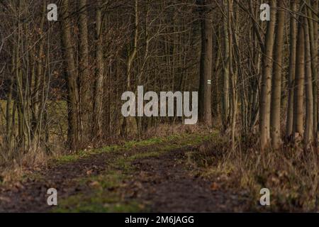 Sonniger Wintertag im Wald ohne weißen Schnee Stockfoto