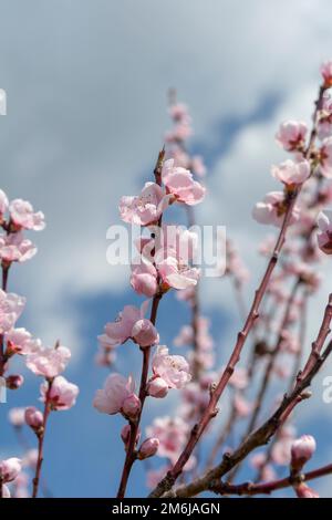 Blühender junger Pfirsich-Baum im Garten. Rosa Blüten von Prunus persica im frühen Frühjahr. Stockfoto