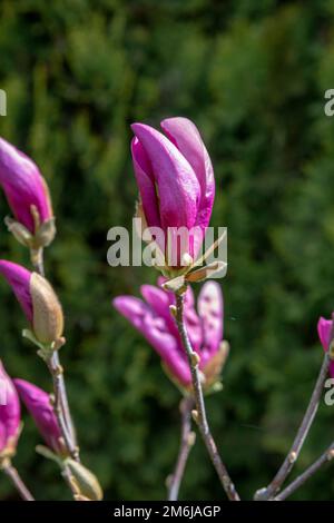 Junger Magnolienbaum mit violetten Blüten im frühen Frühjahr. Selektiver Fokus. Stockfoto