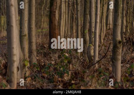 Sonniger Wintertag im Wald ohne weißen Schnee Stockfoto