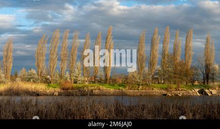 Pappel (Populus) Bäume wachsen am Flussufer. Cottonwood Bäume in einer Reihe im Frühjahr. Stockfoto