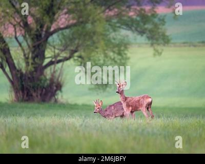 Roe Bucks im Frühling auf einer Wiese im Burgenland Stockfoto