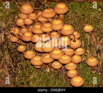 Hufeisenschwamm 'Kuehneromyces mutabilis'. Stockfoto