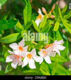 Blühende Mandevilla Laxa bei klarem Wetter, allgemein bekannt als chilenischer Jasmin. Jasmin blüht mit weißen Blumen. Blühende Blumen mit grünen Blättern Stockfoto