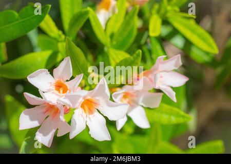 Blühende Mandevilla Laxa bei klarem Wetter, allgemein bekannt als chilenischer Jasmin. Jasmin blüht mit weißen Blumen. Blühende Blumen mit grünen Blättern Stockfoto