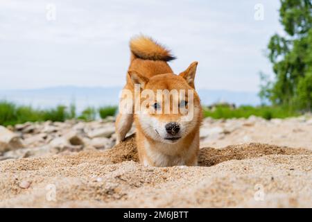 Fröhlicher roter shiba-Inu-Hund spielt auf dem Sand. Rothaariger japanischer Hund lächelt Porträt. Stockfoto