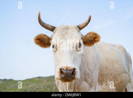 Eine dicke weiße Kuh mit Hörnern steht im Gras vor dem Hintergrund eines blauen Baikalsees Stockfoto