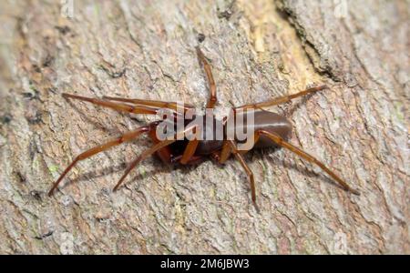 Nahaufnahme einer sechsäugigen Spinne. Es ist eine Familie der wahren Webspinnen. Stockfoto