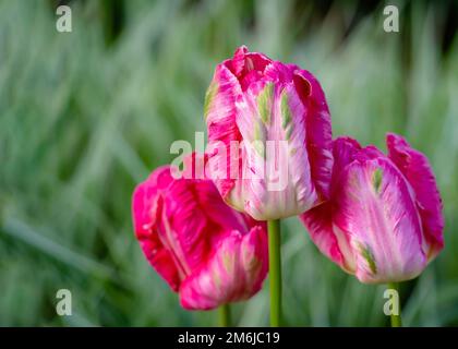 Rosa Papagei blühende Tulpen im Frühlingsgarten. Stockfoto