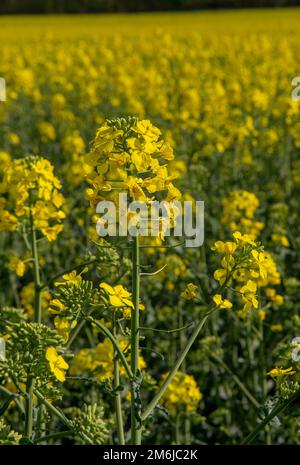 Blühender Raps, Raps oder Raps. Gelbe Blüten von Brassica napus. Blühender Rapssamen. Anlage für grüne Energie und Ölstaub Stockfoto