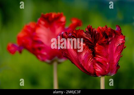 Tiefrote blühende Papageientulpe im Frühlingsgarten. Stockfoto