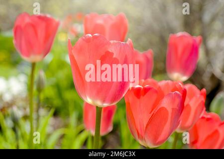 Das Sonnenlicht scheint durch die Gartentuppen. Stockfoto