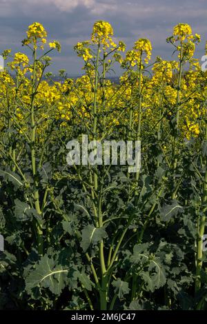 Blühender Raps, Raps oder Raps. Gelbe Blüten von Brassica napus. Blühender Rapssamen. Anlage für grüne Energie und Ölstaub Stockfoto