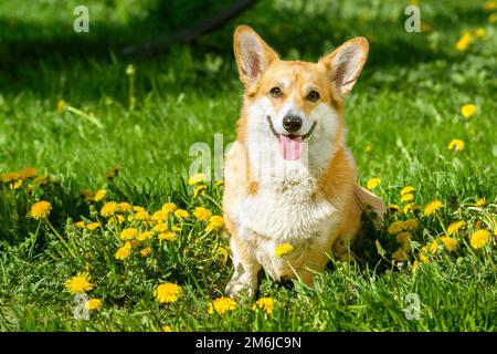 Lächelnder Welsh Corgi Welsh Corgi Welsh, der im Garten des Löwenzahns sitzt Stockfoto