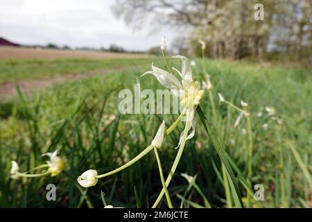 Seltsamer Lauch - Allium paradoxum, blühende Pflanze Stockfoto