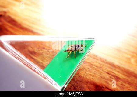 Deutsche Wespula (Vespula germanica) - wahrscheinlich eine Königin, gefangen mit einem Insektenfänger Stockfoto