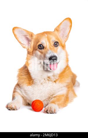 Lächelnder Welsh Corgi Welsh, der mit einem Spielzeug spielt Stockfoto