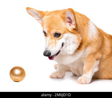 Lächelnder Welsh Corgi Welsh Welsh mit goldenem Ornament Stockfoto