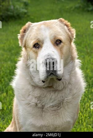 Zentralasiatischer Schäferhund, Erwachsener, im Freien Stockfoto