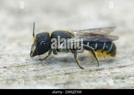 Nahaufnahme einer süßen weiblichen, großköpfigen, gepanzerten Harzbiene, Heriades Truncorum, auf Holz sitzend Stockfoto