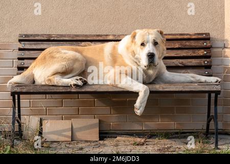 Mittelasiatischer Schäferhund, männlicher Erwachsener auf einer Bank Stockfoto
