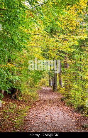 Perfekter Laubwald und gemischter Wald im Grünen Stockfoto