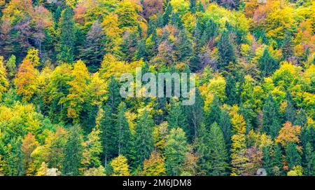 Perfekter Laubwald und gemischter Wald im Grünen Stockfoto