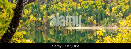 Perfekter Laubwald und gemischter Wald im Grünen Stockfoto