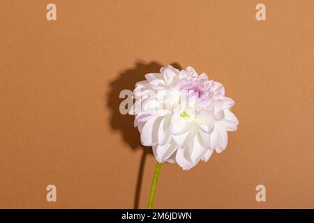 Weiße Zärtlichkeit Dahlia Nahaufnahme. Makroansicht mit weichem Blumenhintergrund Stockfoto