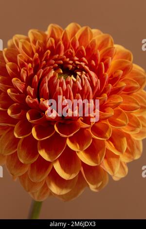 Wunderschöne orangefarbene, sonnige Dahlia-Blumenstruktur, Nahaufnahme, Blume auf braunem Hintergrund Stockfoto