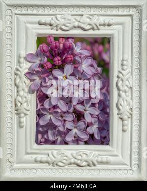 Flieder (Syringa vulgaris), auch bekannt als Flieder, oder einfach Flieder im weißen Zierbild. B Stockfoto