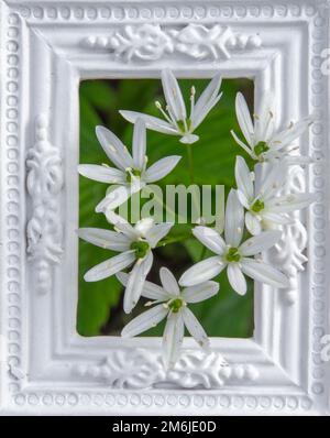 Blühender Bärlauch oder Ramsons (Allium ursinum) im weißen Zierrahmen. Stockfoto