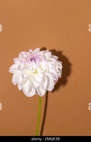 Weiße Zärtlichkeit Dahlia Nahaufnahme. Makroansicht mit weichem Blumenhintergrund Stockfoto