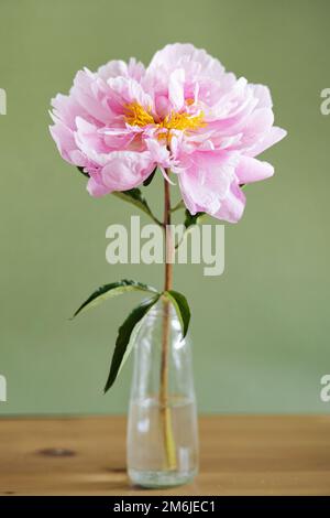 Wunderschöne frische pinkfarbene Pfingstrosen in Glasvase auf grünem Hintergrund. Modernes Stillleben. Natürlicher Blumenhintergrund Stockfoto