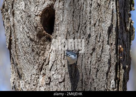 Der weißreihige Nuthatch (Sitta carolinensis) Stockfoto