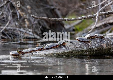 Die bemalte Schildkröte (Chrysemys picta). Stockfoto