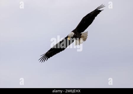 Der Weißkopfadler (Haliaeetus leucocephalus) auf der Jagd Stockfoto
