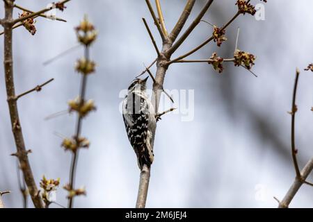 Der Sumpfspecht (Dryobates pubescens) Stockfoto