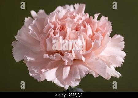 Retro-Kunst, Vintage-Karte und botanisches Konzept - abstrakter Blumenhintergrund, pinkfarbene Nelkenblume. Makroblumen als Kulisse für Hure Stockfoto