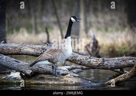 Die Kanadische Gans (Branta canadensis) am Seeufer Stockfoto