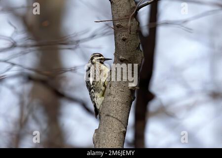 Der Gelbbbauchsapsucker (Sphyrapicus varius) Stockfoto