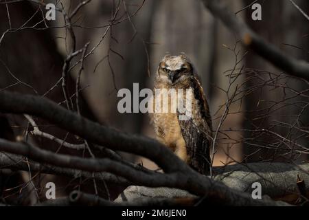 Junge große gehörnte Eule (Bubo virginianus) im Wisconsin State Park. Stockfoto