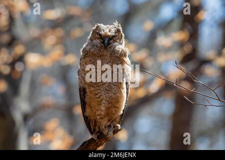 Junge große gehörnte Eule (Bubo virginianus) im Wisconsin State Park. Stockfoto